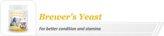 Brewer's Yeast